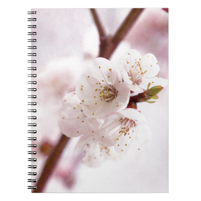 Pink spring blossoms notizblock (Vorderseite)