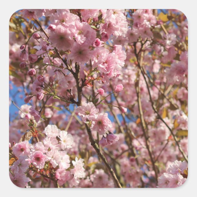 Pink Spring Cherry Blossom Quadratischer Aufkleber (Vorderseite)