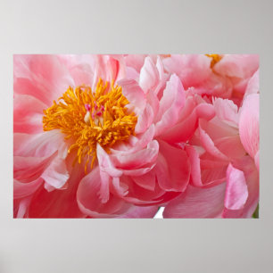 Pink Spring Peony Blume - Peonies Template Poster