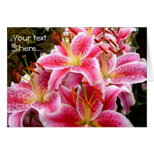 Pink Stargazer Lilies