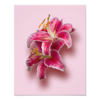 Pink Stargazer Lilies Fotodruck
