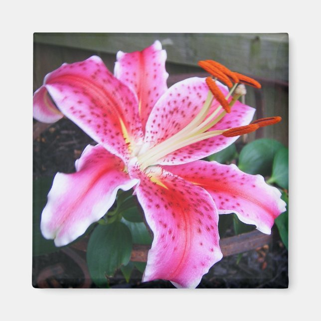 Pink Stargazer Lily Magnet (Vorne)