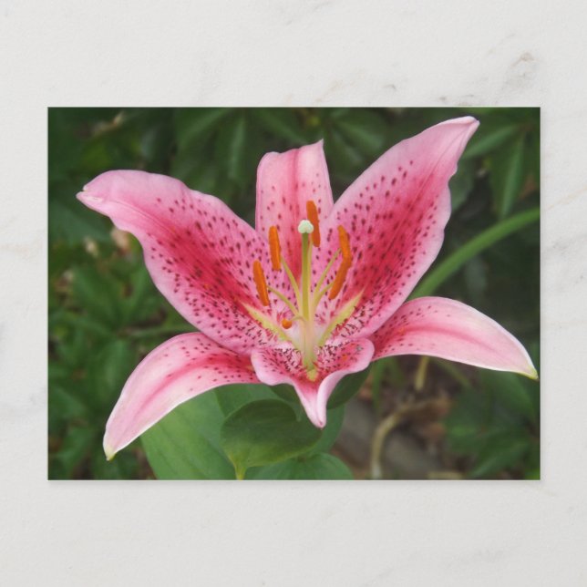 Pink Stargazer Postkarte (Vorderseite)