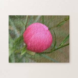 Pink Summer Blume Dewdrops Nature Fotografy