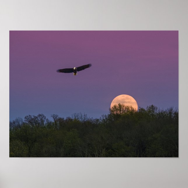 Pink Supermoon Eagle Poster (Vorne)
