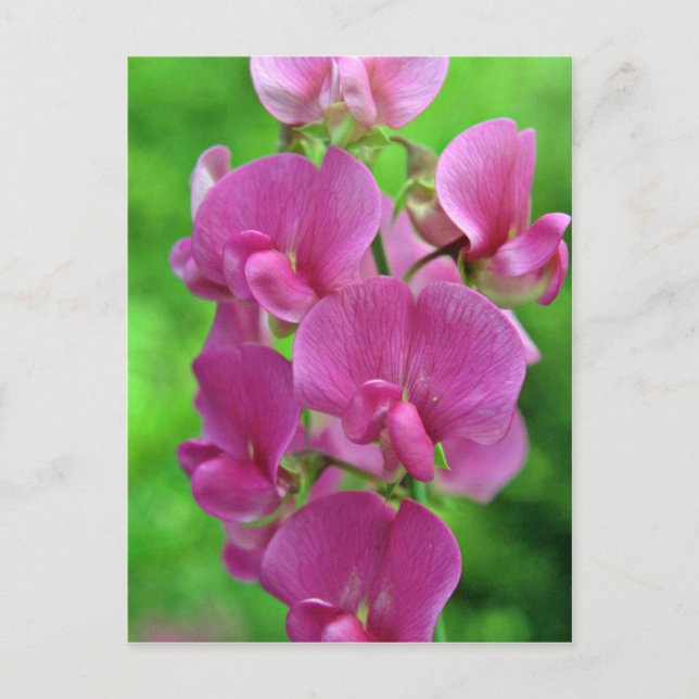 Pink Sweet Pea Blume Postkarte (Vorderseite)