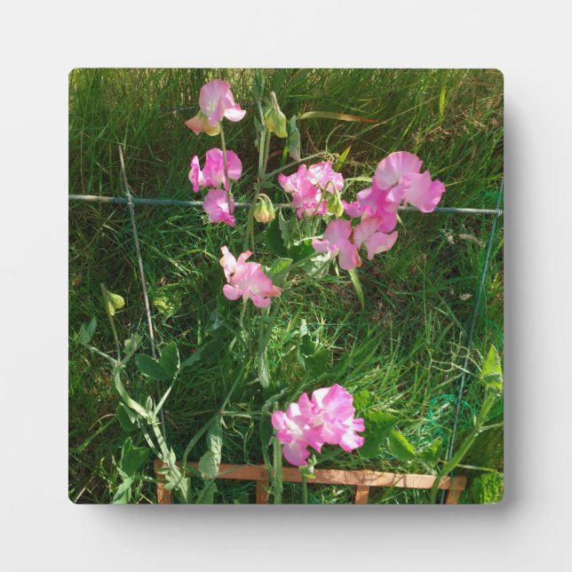 Pink Sweet Pea Fotoplatte (Vorderseite)