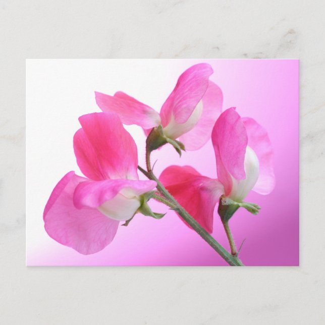 Pink Sweet Pea - Spring Duft - Postkarte (Vorderseite)
