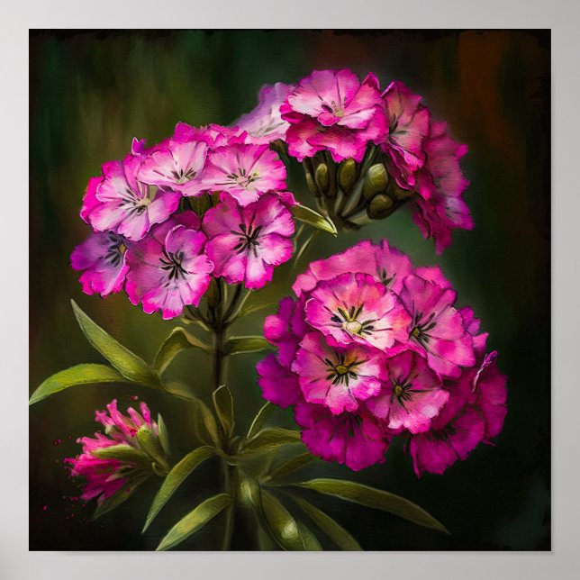 Pink Sweet William Blume Art Print Poster (Vorne)