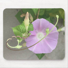 Pink Symphony Morning Glory Close-up  Mousepad