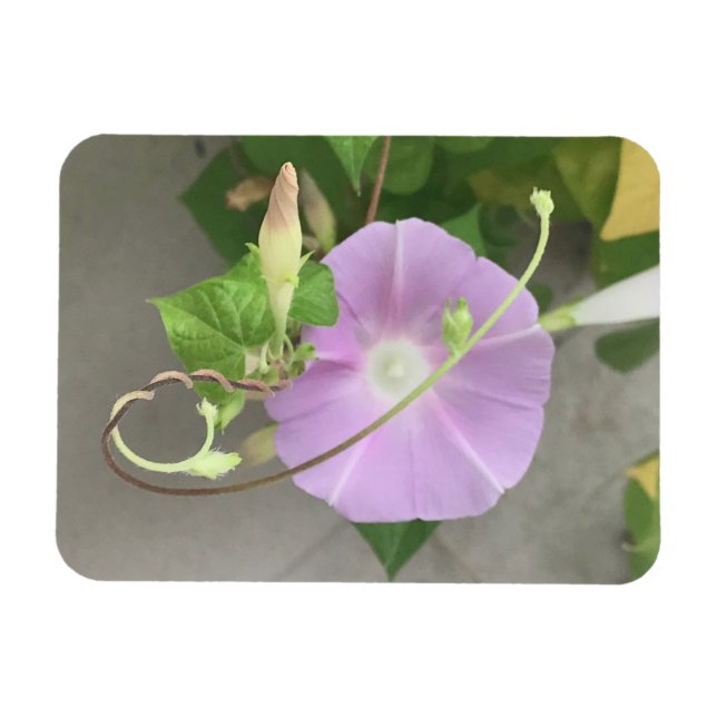Pink Symphony Morning Glory Magnet (Horizontal)