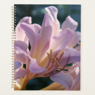 Pink Tall Lys Magic Lily