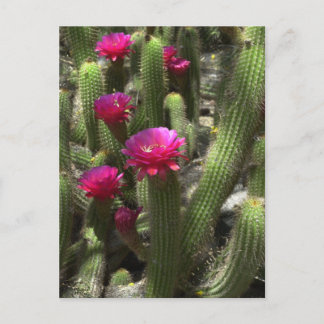 Pink Torch Cactus Postkarte