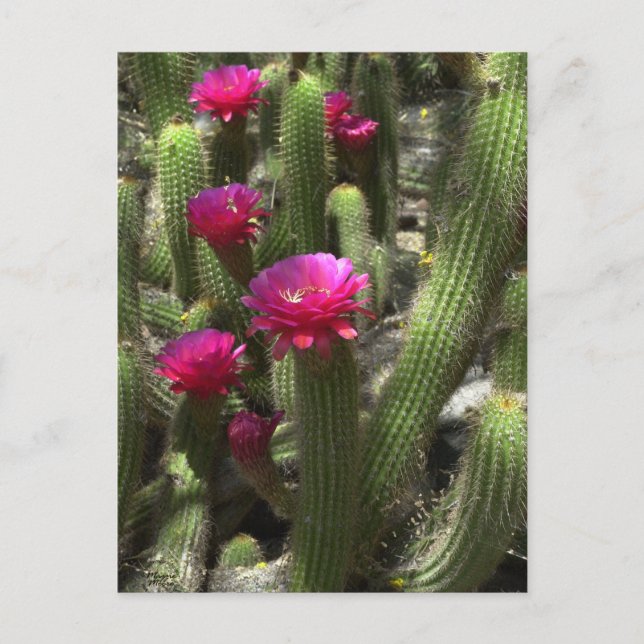 Pink Torch Cactus Postkarte (Vorderseite)