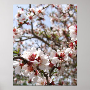 Pink Tree Blossom Poster