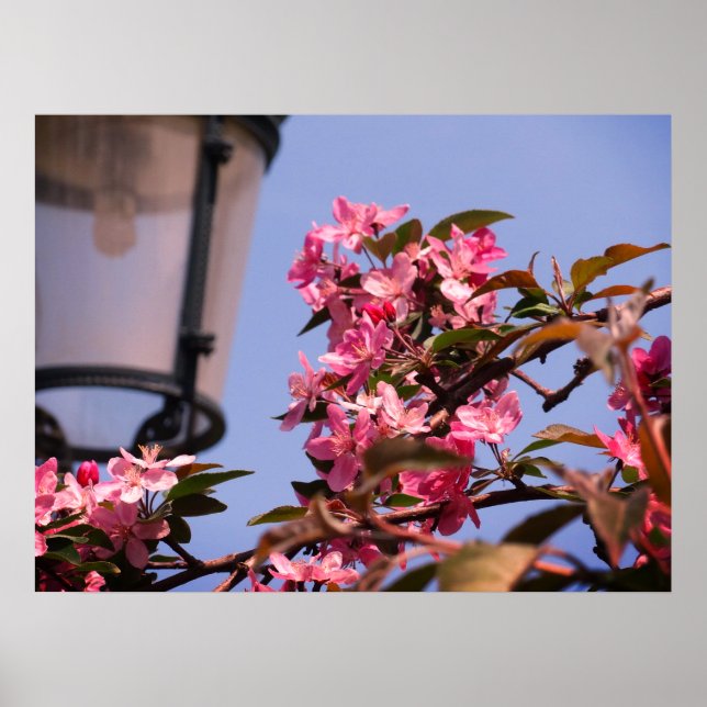 Pink Tree Blüten Foto Value Poster Papier (Vorne)