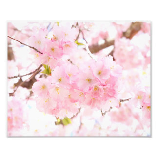 Pink Tree Sakura Cherry Blossom Fotodruck