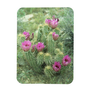 Pink Trill Wüste Kaktus Dekorative Kühlschrankmagn Magnet