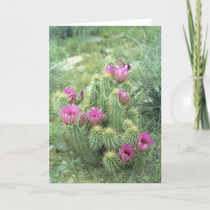 Pink Trill Wüste Kaktus Gruß oder Mitteilungskarte