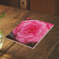 Pink Tuberous Begonia Floral