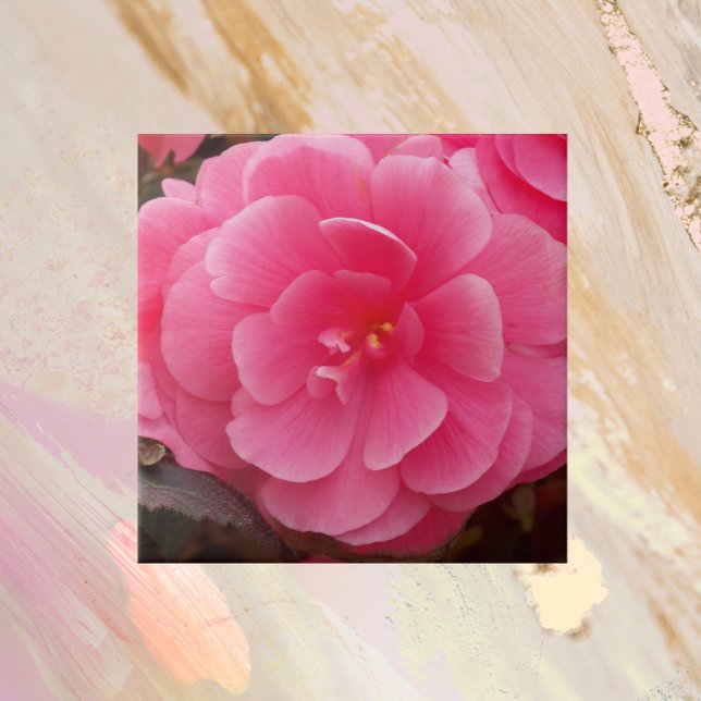 Pink Tuberous Begonia Floral Fliese (In Situ)