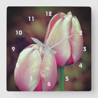 Pink-Tulip-Blume mit Regentropfen  