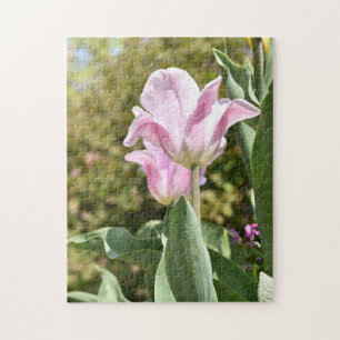 Pink Tulip Blume Nature Fotografy London UK