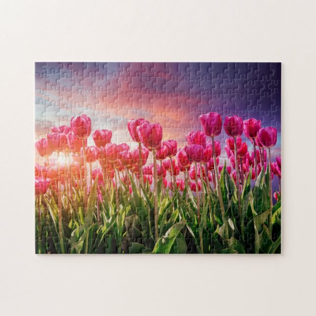 Pink Tulip Blume Sunset Nature Niederlande (Horizontal)