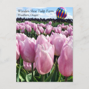 Pink Tulip Field mit Hot Air Ballon, Oregon Post Postkarte
