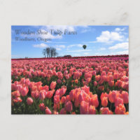 Pink Tulip Field mit Hot Air Ballon, Oregon