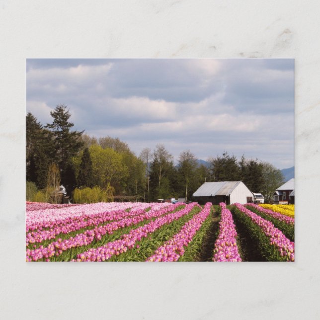 Pink Tulip Field Postkarte (Vorderseite)