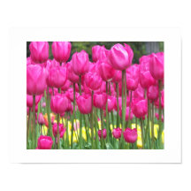 Pink Tulip Garden Floral Fotografie