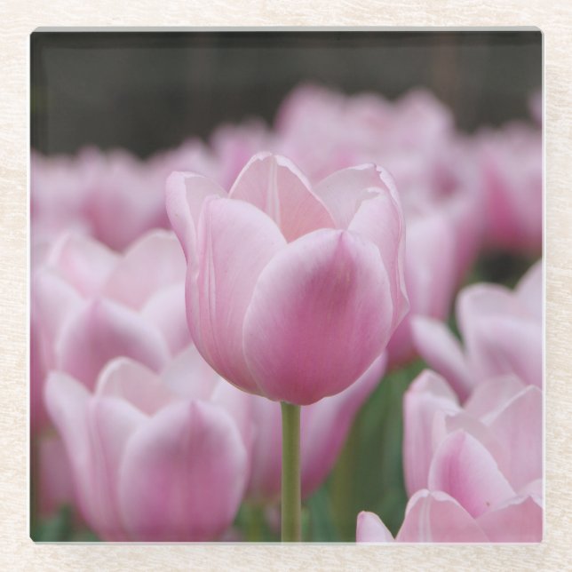 Pink tulip glass coaster glasuntersetzer (Vorderseite)