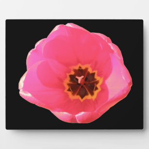Pink Tulip Plaque Fotoplatte