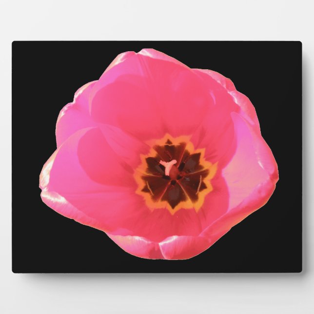 Pink Tulip Plaque Fotoplatte (Vorderseite)