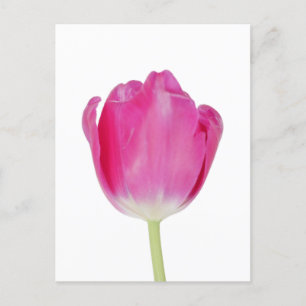 Pink Tulip Postcard Postkarte