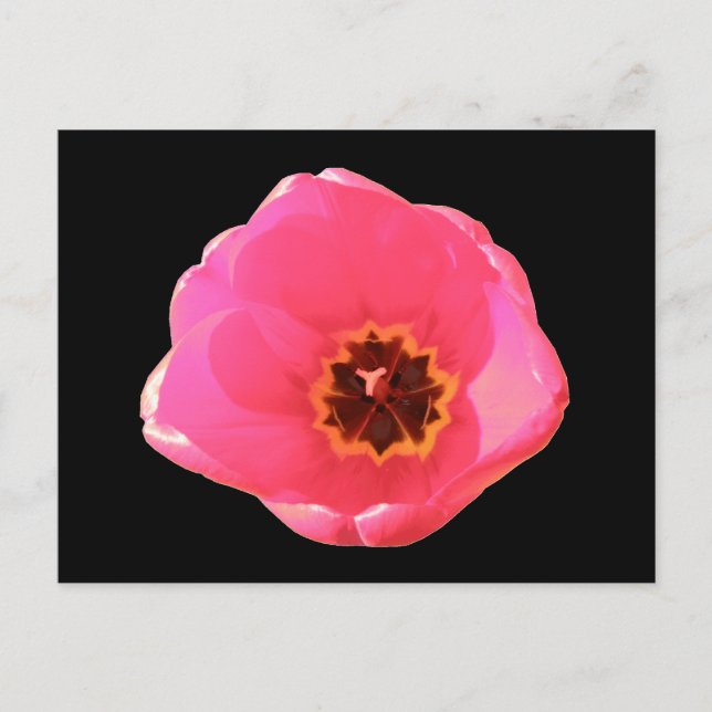 Pink Tulip Postcard Postkarte (Vorderseite)