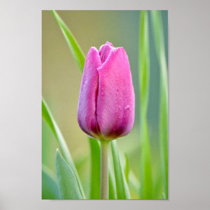 Pink Tulip Poster