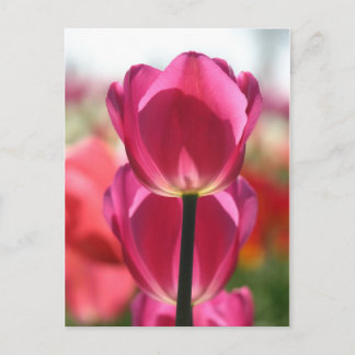 Pink Tulip Postkarte