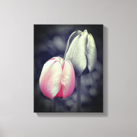 Pink Tulip Schwarz-Weiß-Teilfarbe