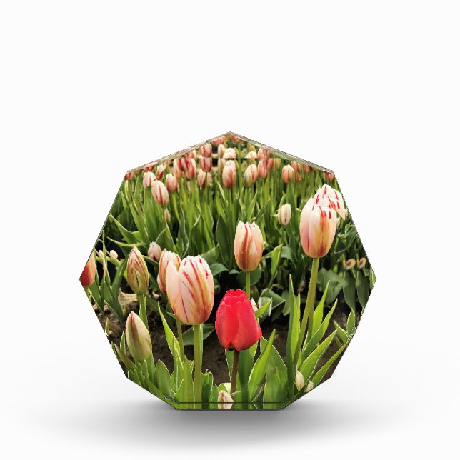 Pink Tulip Stehend Out Fotoblock (Vorderseite)