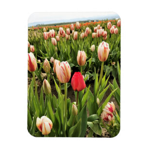 Pink Tulip Stehend Out Magnet
