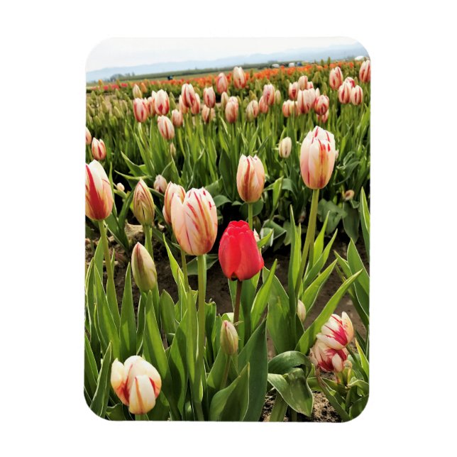 Pink Tulip Stehend Out Magnet (Vertikal)