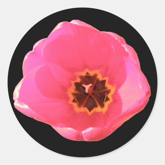 Pink Tulip Sticker (Vorderseite)