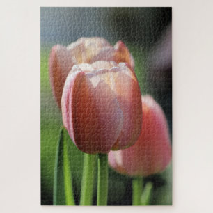 Pink Tulips