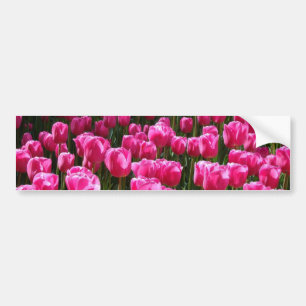 Pink Tulips Autoaufkleber