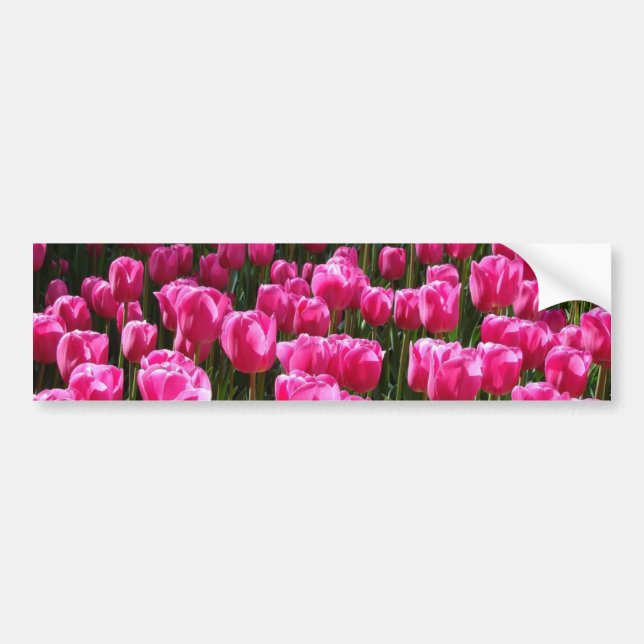 Pink Tulips Autoaufkleber (Vorne)