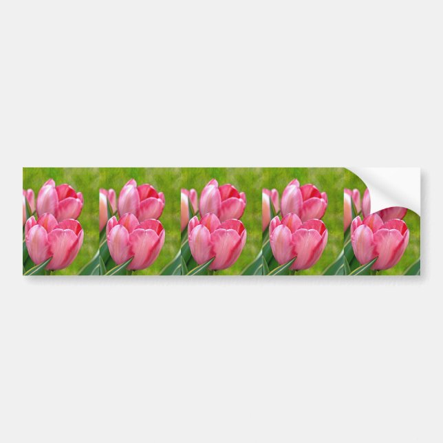 Pink Tulips Autoaufkleber (Vorne)