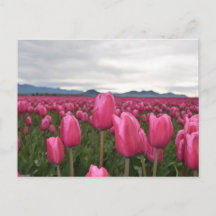 Pink Tulips Blume Postkarte