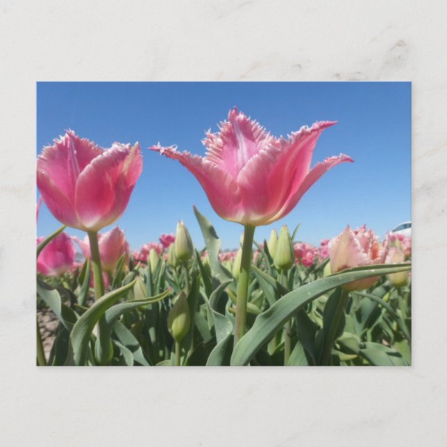 Pink Tulips Field Nah Up Postcard Postkarte (Vorderseite)